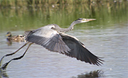 Bernat pescaire (Ardea cinerea)