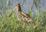 Becadell Comú (Gallinago gallinago)