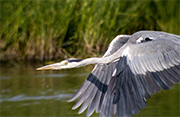 Bernat pescaire (Ardea cinerea)