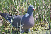 Tudó (Columba palumbus)