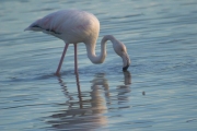 Flamenc (Phoenicopterus ruber)