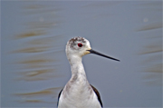 Cames llargues (Himantopus himantopus)