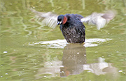 Cabusset (Tachybaptus ruficollis)