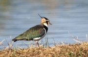 Fredeluga (Vanellus vanellus)