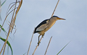 Martinet menut (Ixobrychus minutus)