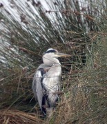 Bernat Pescaire (Ardea cinerea)