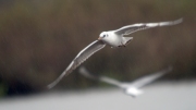 Gavina vulgar (Larus ridibundus)