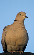 Tórtora turca (Streptopelia decaocto)