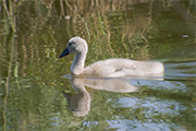 Cigne mut (Cygnus olor) 2 de 3