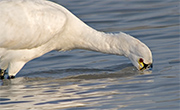 Becplaner (Platalea leucororia)