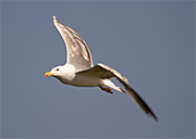 Gavia argentat (Larus cachinans)