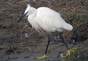 Martinet Blanc (Egretta garzetta)