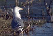 Gaviá Argentat (Larus cachinnans)