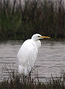 Agró blanc (Egretta alba) 1de2