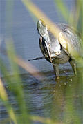 Bernat pescaire (Ardea cinerea)