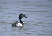 Cabussó emplomallat (Podiceps cristatus)