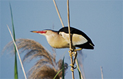 Martinet menut (Ixobrychus minutus)