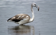 Flamenc (Phoenicopterus ruber)