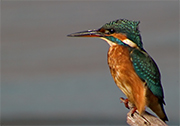 Blauet (Alcedo atthis)