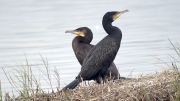 Corb Mari (Phalacrocorax aristotelis)