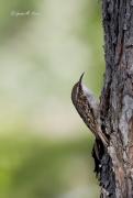 Raspinell comú (Certhia brachydactyla)