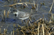 Cuereta blanca (Motacilla alba)