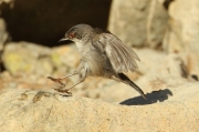 Curruca cabecinegra   Sylvia melanocephala