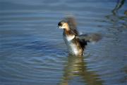 Cabusset(Tachybaptus ruficollis)