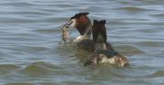 Cabussó emplomallat (Podiceps cristatus) +  cranc autòcton