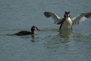 Cabussó emplomallat (Podiceps cristatus)