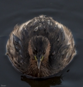 Cabusset  (Tachubapyus ruficollis)