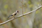 Cadernera. Jilguero (Carduelis carduelis)