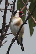 Cadernera (Carduelis carduelis)