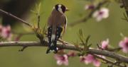 Cadernera (Carduelis carduelis)