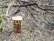 Mallerenga blava en caixa niu (Parus caeruleus)