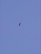 Àguila calçada, águila calzada (Hieraetus pennatus)