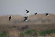 Cames llarges(Himantopus himantopus)