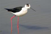 Cames llarges(Himantopus himantopus)