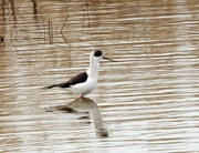 Cames llargues (Himantopus himantopus)