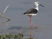 Cames llargues (Himantopus himantopus)