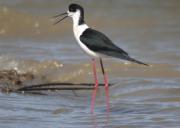 Cames llargues (Himantopus himantopus)