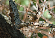 Cargolet-Chochín-Troglodytes troglodytes