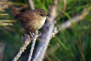 Cargolet (Troglodytes troglodytes)