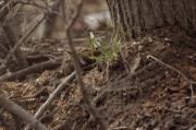 Cargolet (Troglodytes troglodytes)