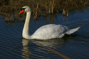 Cigne mut (Cygnus olor) (1de dos)