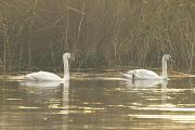 Cigne mut (Cygnus olor)