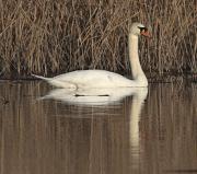 Cigne mut (Cygnus olor)