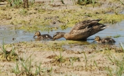 Anecs collverds (Anas platyrhynchos)