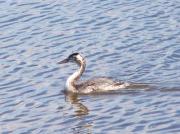 Cabussó emplomallat juvenil (Podiceps cristatus)