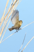 Mosquitero